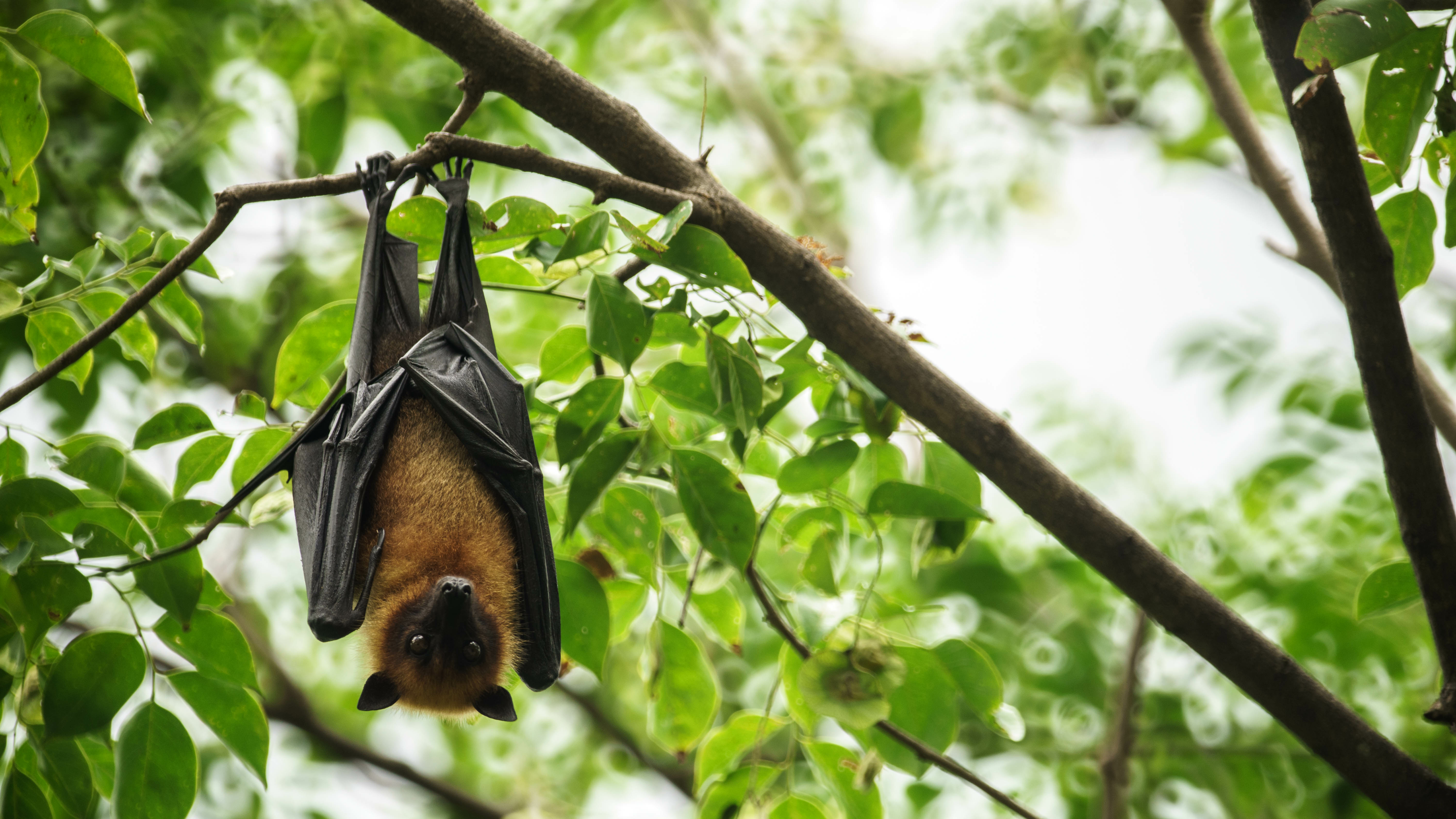 Bats are picky about their real estate options.  (Adobe Stock photo)  