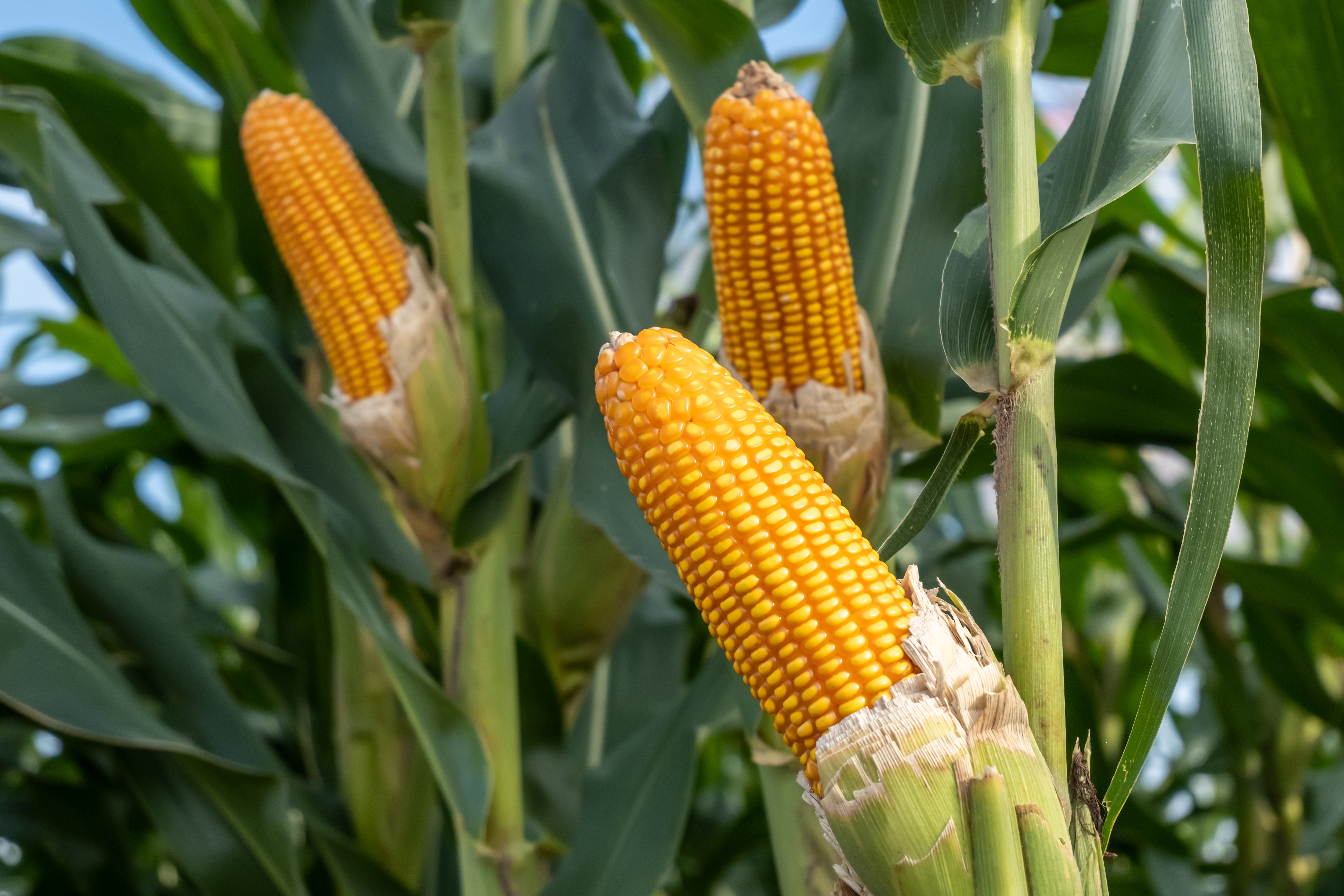 GMO crops still make some Americans leery. Explaining what they are can help create understanding. (Adobe Stock photo)