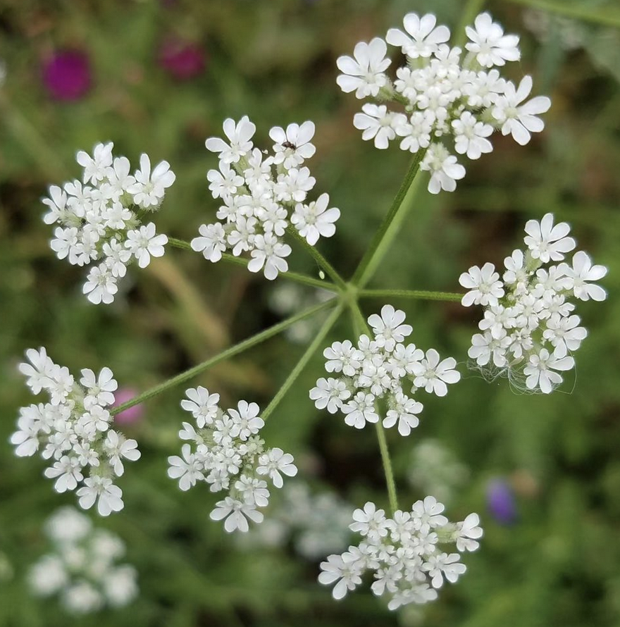 Gardening delight can go sour when it turns out those lovely white buds are invaders. "Torilis arvensis, known as hedge parsley has reedy stalks with tops that explode in tiny white flowers come springtime. It grows quickly and can be found in most regions of Texas, but it’s not native to the state or even the country," reports Amanda O’Donnell for Texas Monthly. "The plant has seeds that present as minuscule, stubborn burrs after a bloom, notorious for embedding themselves in clothes, animal fur, leg hair, and absolutely anything else that can aid in their proliferation." Hedge parsley isn't the only invader. "Many Texans have added bastard cabbage, or Rapistrum rugosum, to their list of vegetal enemies." To read how to remove or burn these interlopers, click here. 