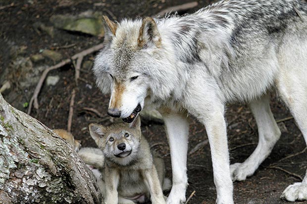 AI is helping wolf trackers without using radio collars. (Photo by ML, Unsplash)