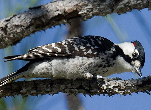 Red-cockaded woodpeckers nest in family units. (Adobe Stock photo)