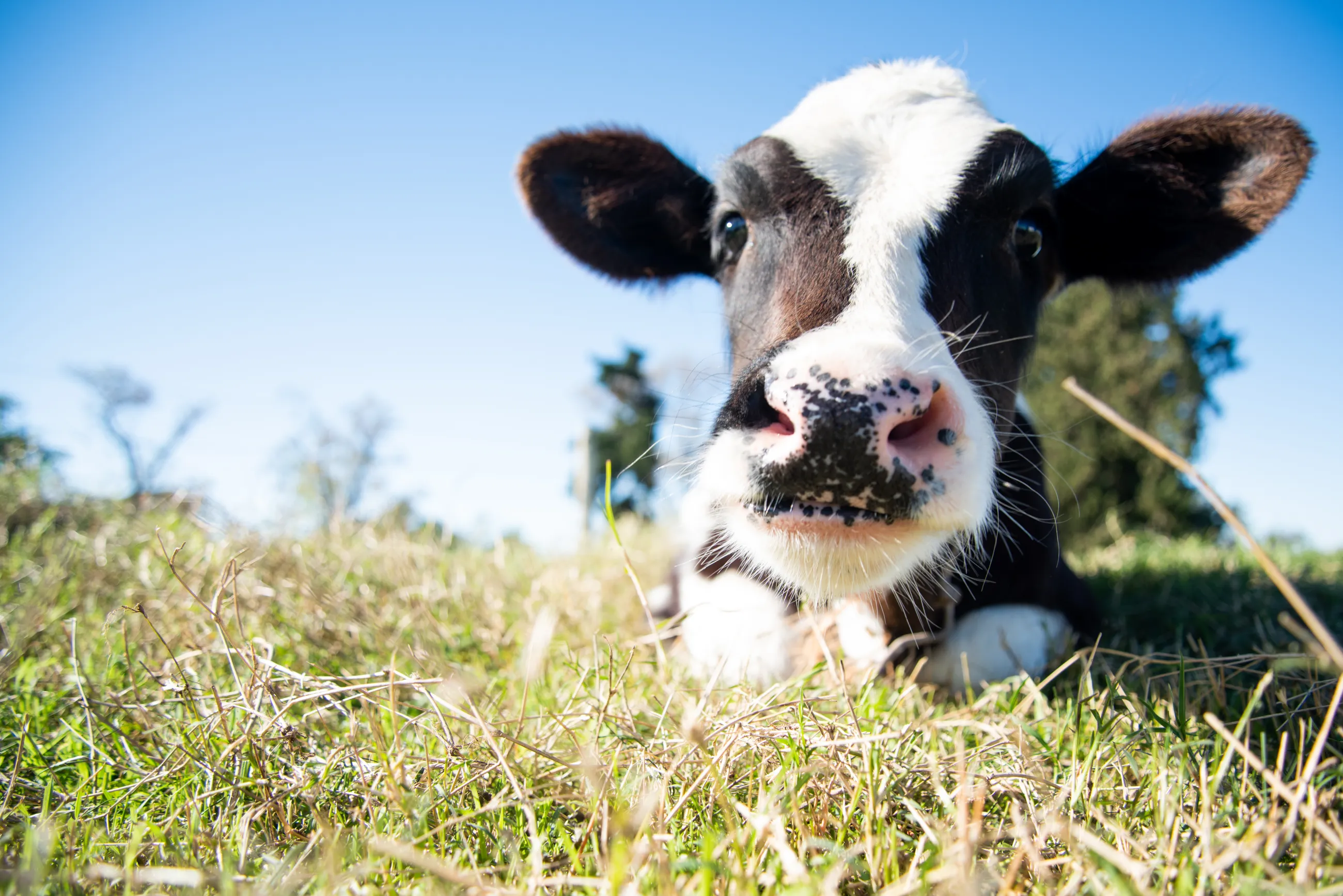 Dairy farming is already a stressful profession. Bird flu in cattle has increased tensions. (Adobe Stock photo)