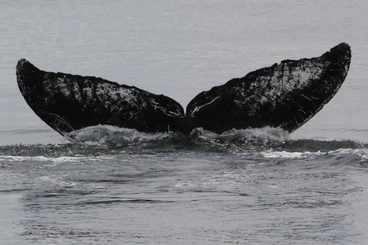 The humpback whale Old Timer in Frederick Sound in southeast Alaska. (Photo by Adam Pack, NOAA Research Permit 26953 via NYT)