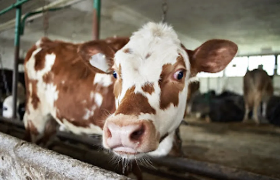 H5N1 can be more deadly for younger cows. (Adobe Stock photo)