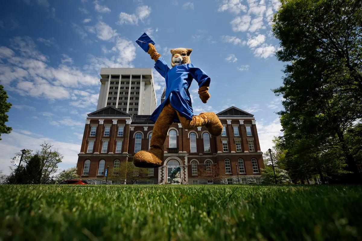 Wildcat jumping