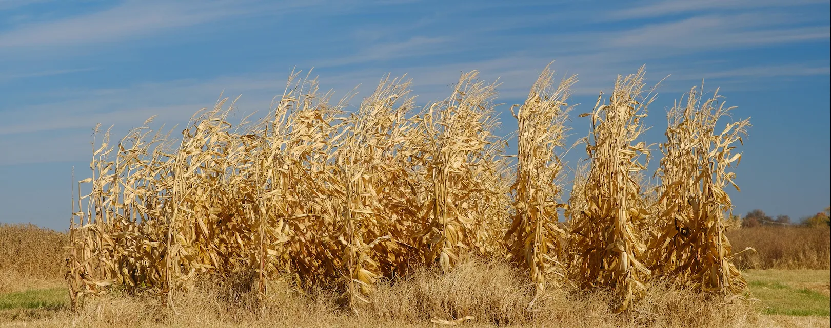 corn stalks