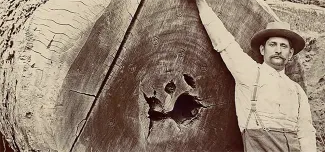 A logger in West Virginia posing with a large tulip poplar log. (National Park Service photo)